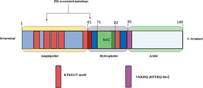 miRNA and antisense oligonucleotide-based α-synuclein targeting as disease-modifying therapeutics in Parkinson’s disease